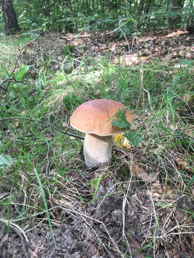 B&B Porcini Ermelo Eksteriør billede